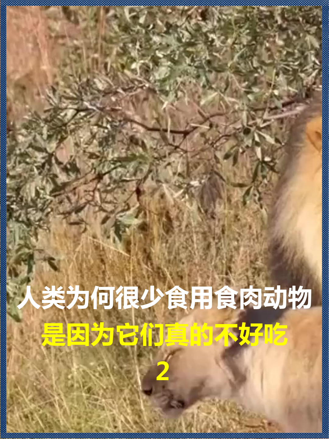 人类为何很少食用食肉动物?是因为它们真的不好吃,还是有难言之