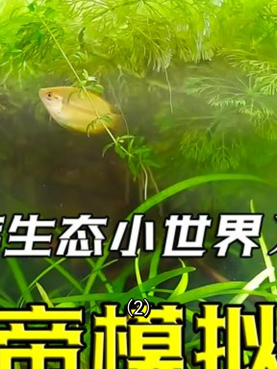 亲手打造上帝模拟器:废弃鱼缸变生态宝地,见证繁荣昌盛!2