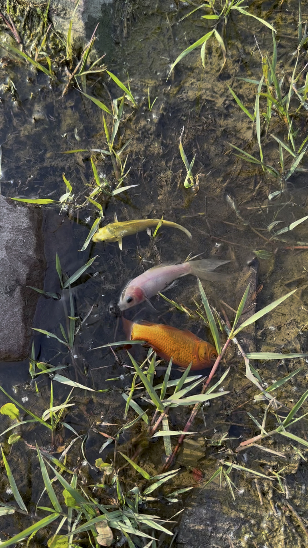 三条搁浅的金鱼呀