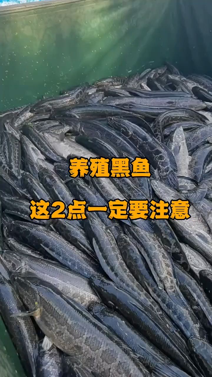 养殖黑鱼这两点要注意