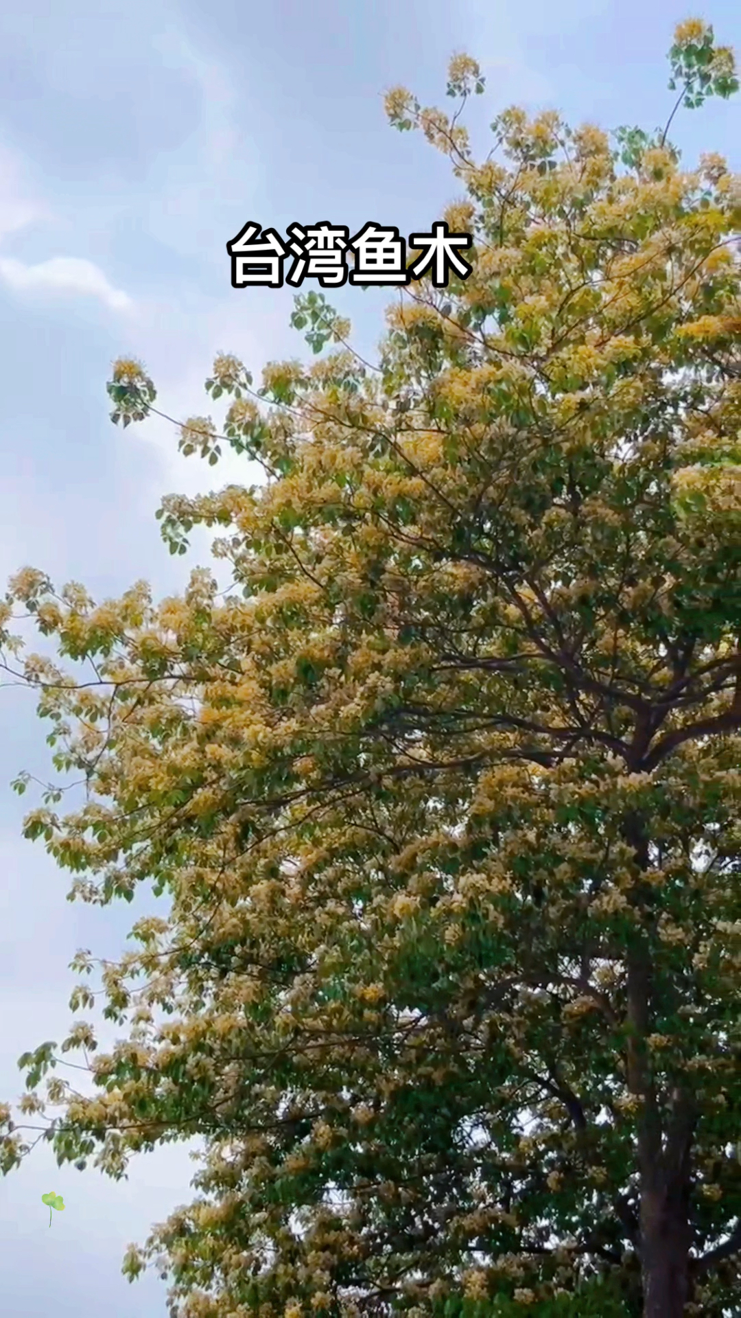 有一种花叫木鱼。细长的花瓣随风飘舞,像鱼儿张扬着浮动的触须。