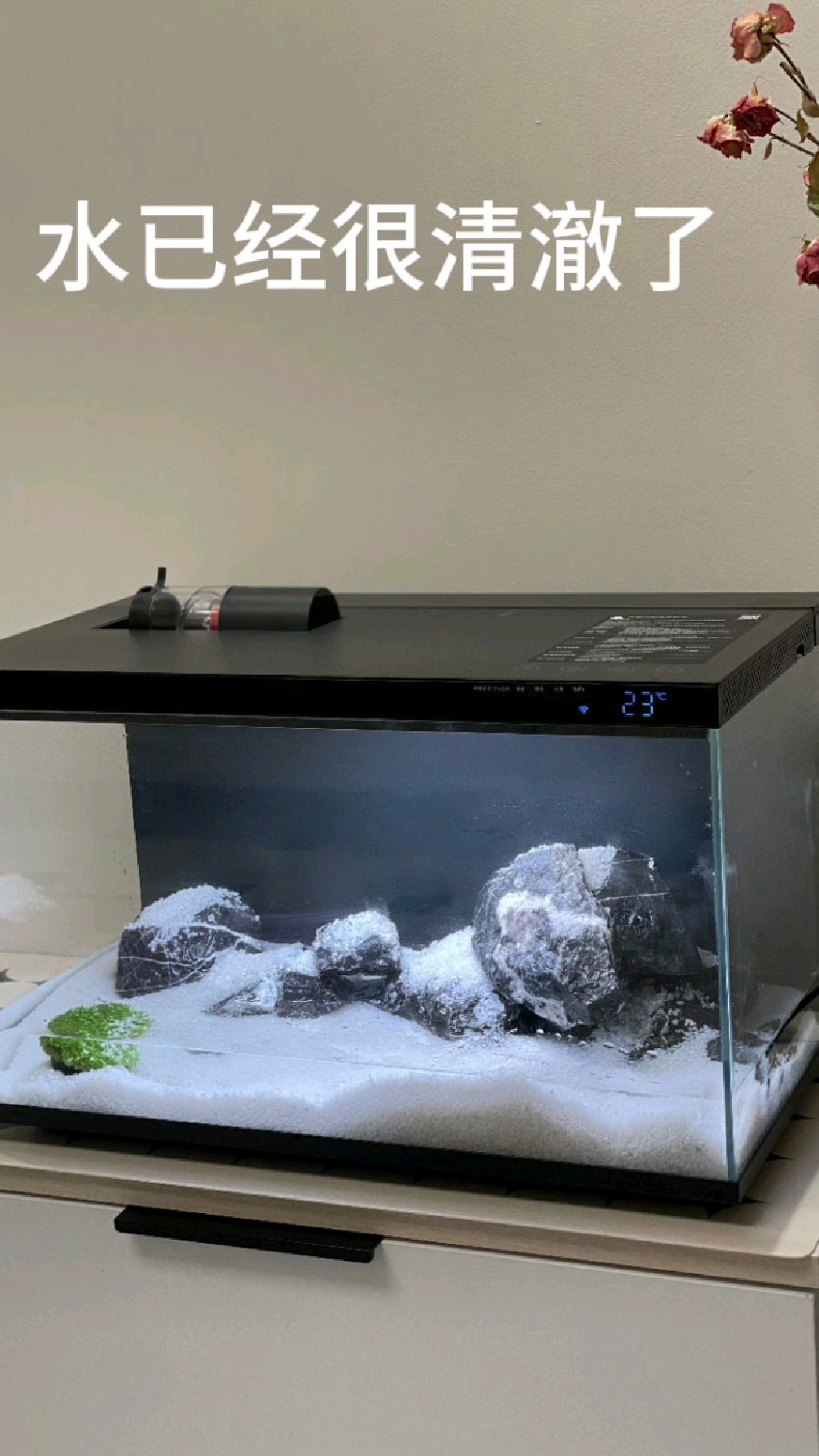 新手小白一个,问下孔雀鱼好养吗?