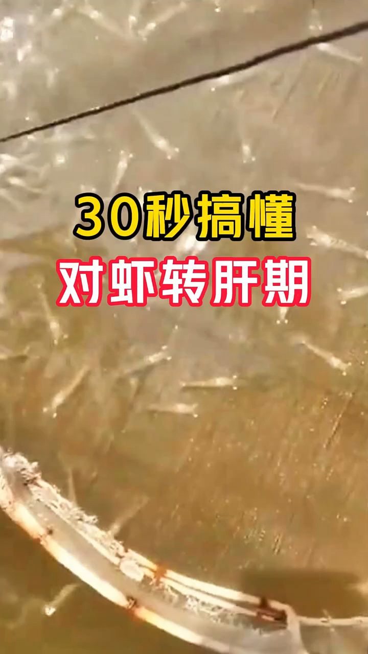 30秒搞懂对虾转肝期