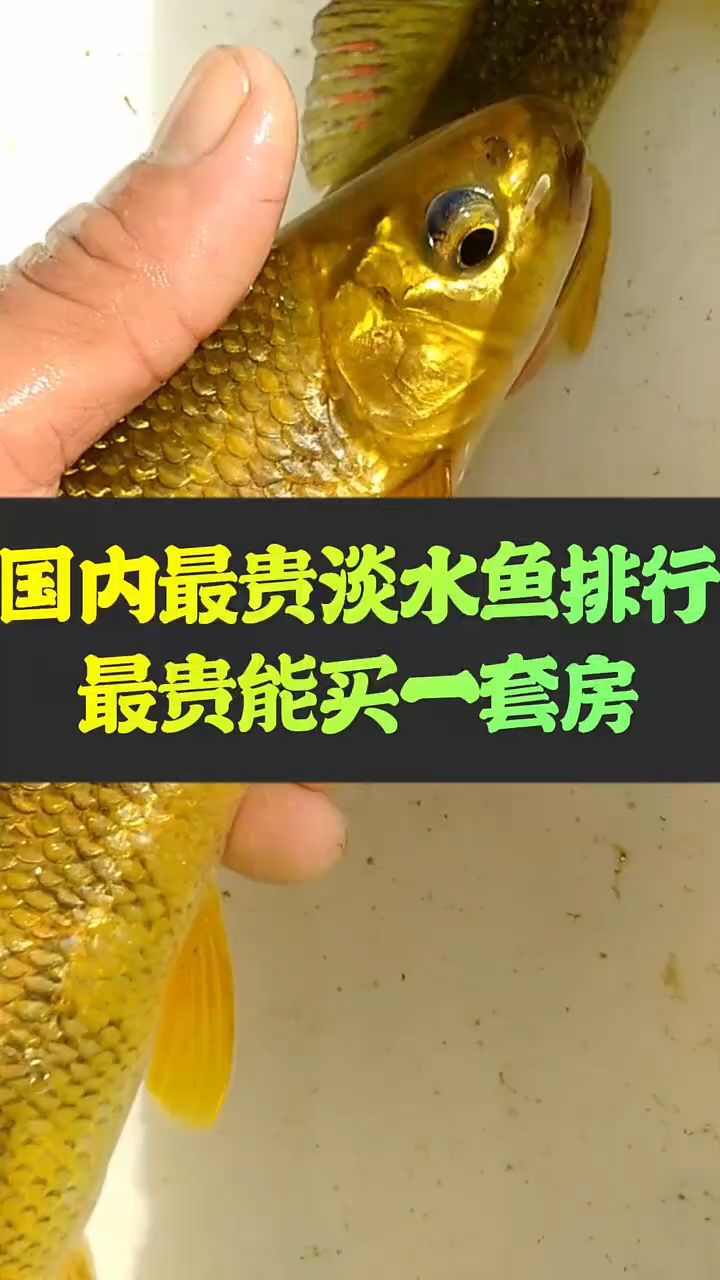 国内最贵淡水鱼排行