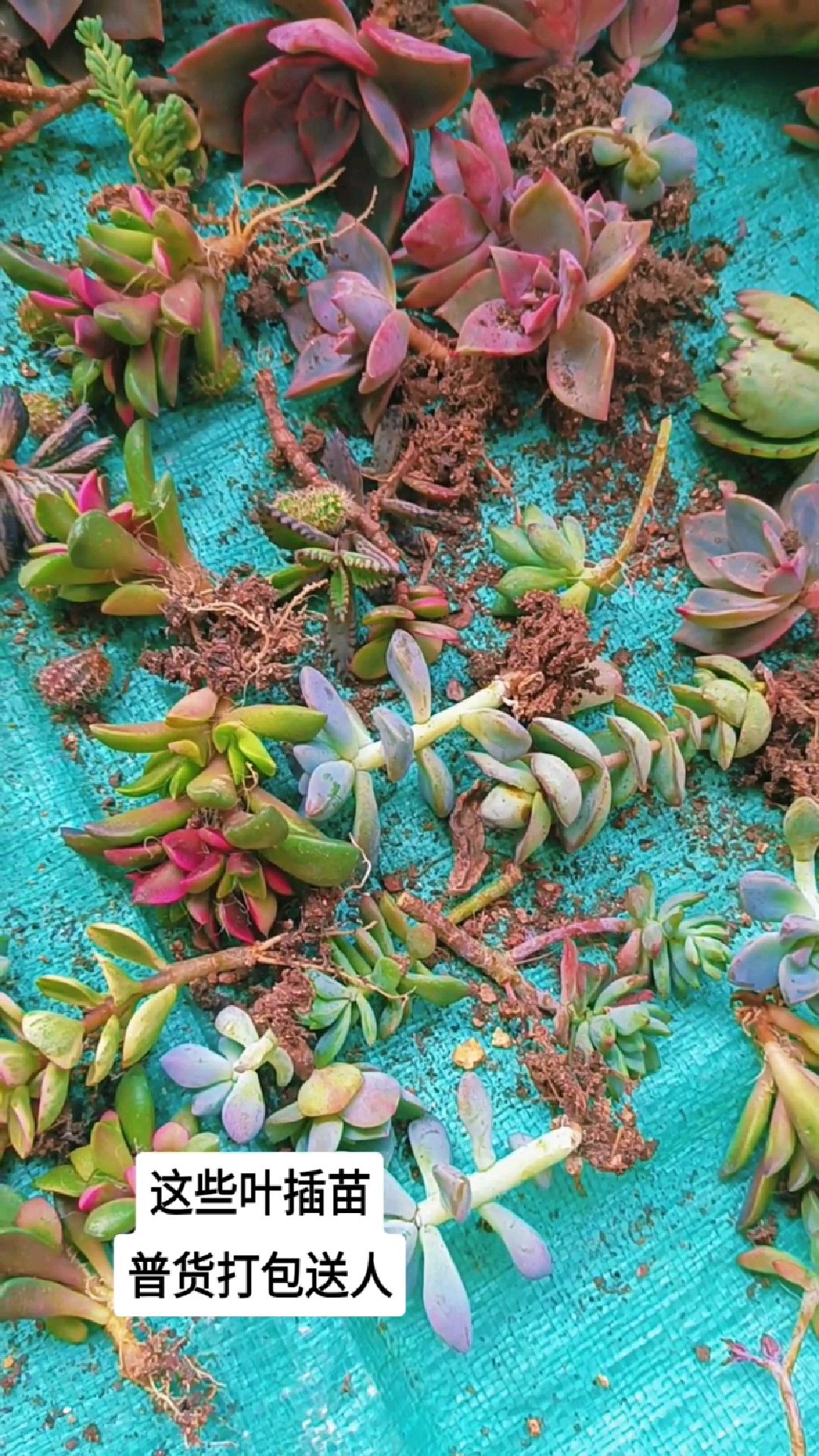 多肉叶插苗打包送人,20多个品种的,小苗要有颜色才能认得它们哦