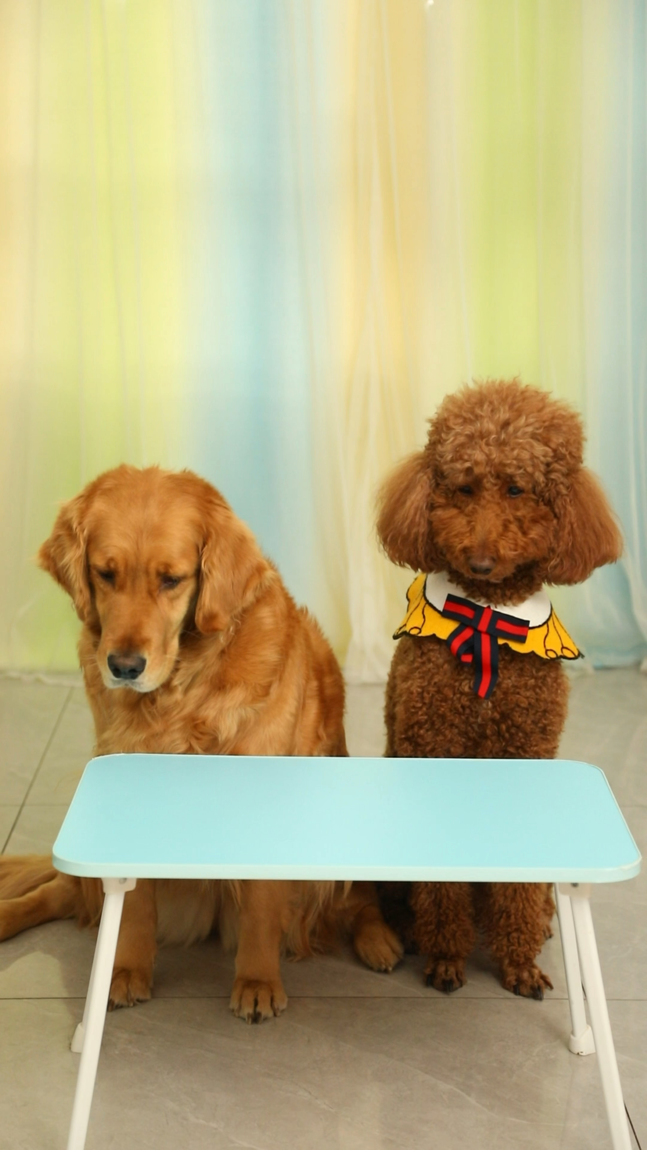 奶茶是个善良的好孩子