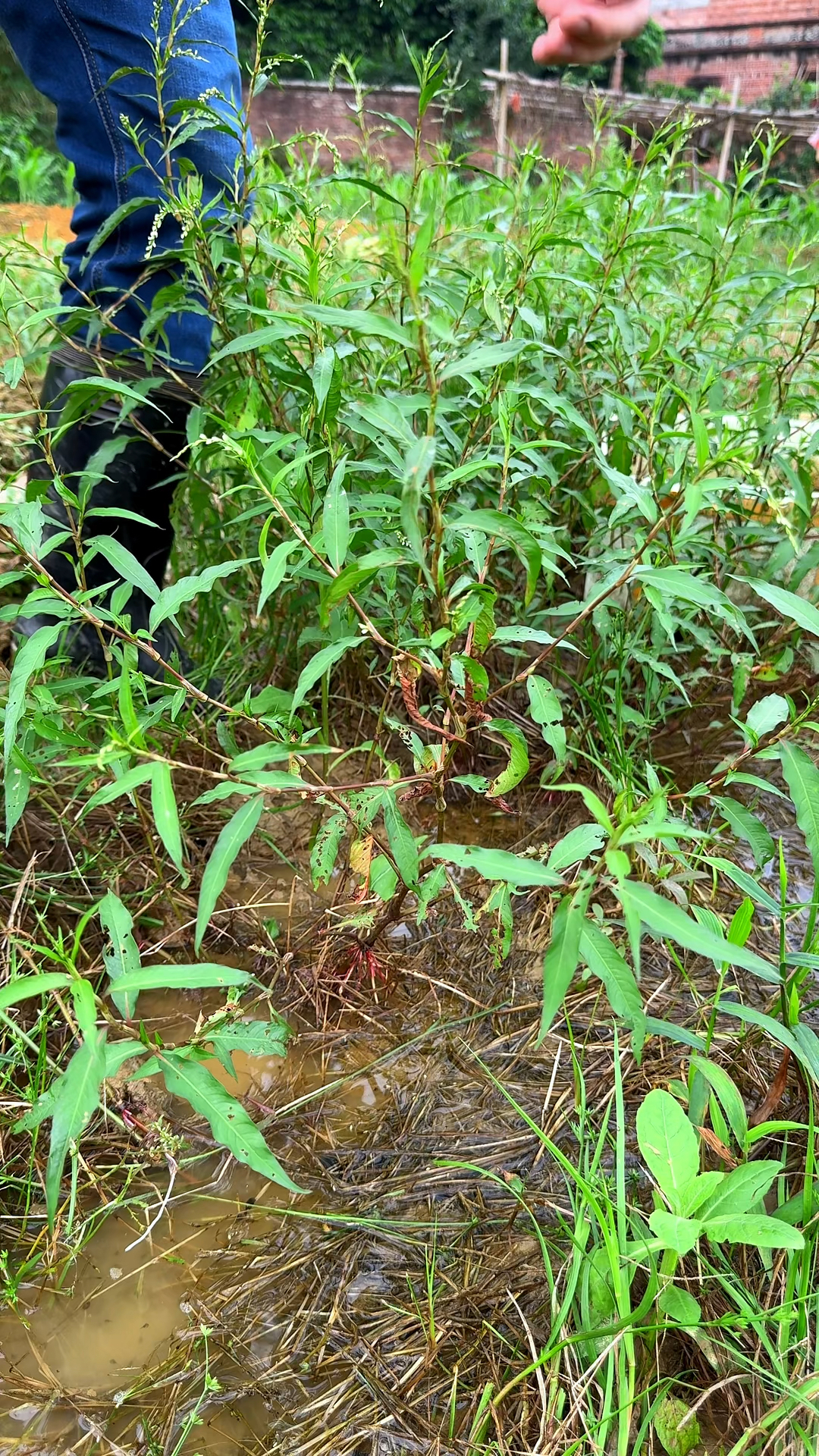 这种植物生长在河边湿地旁,辣蓼草又名醉鱼草,你认识这种草吗