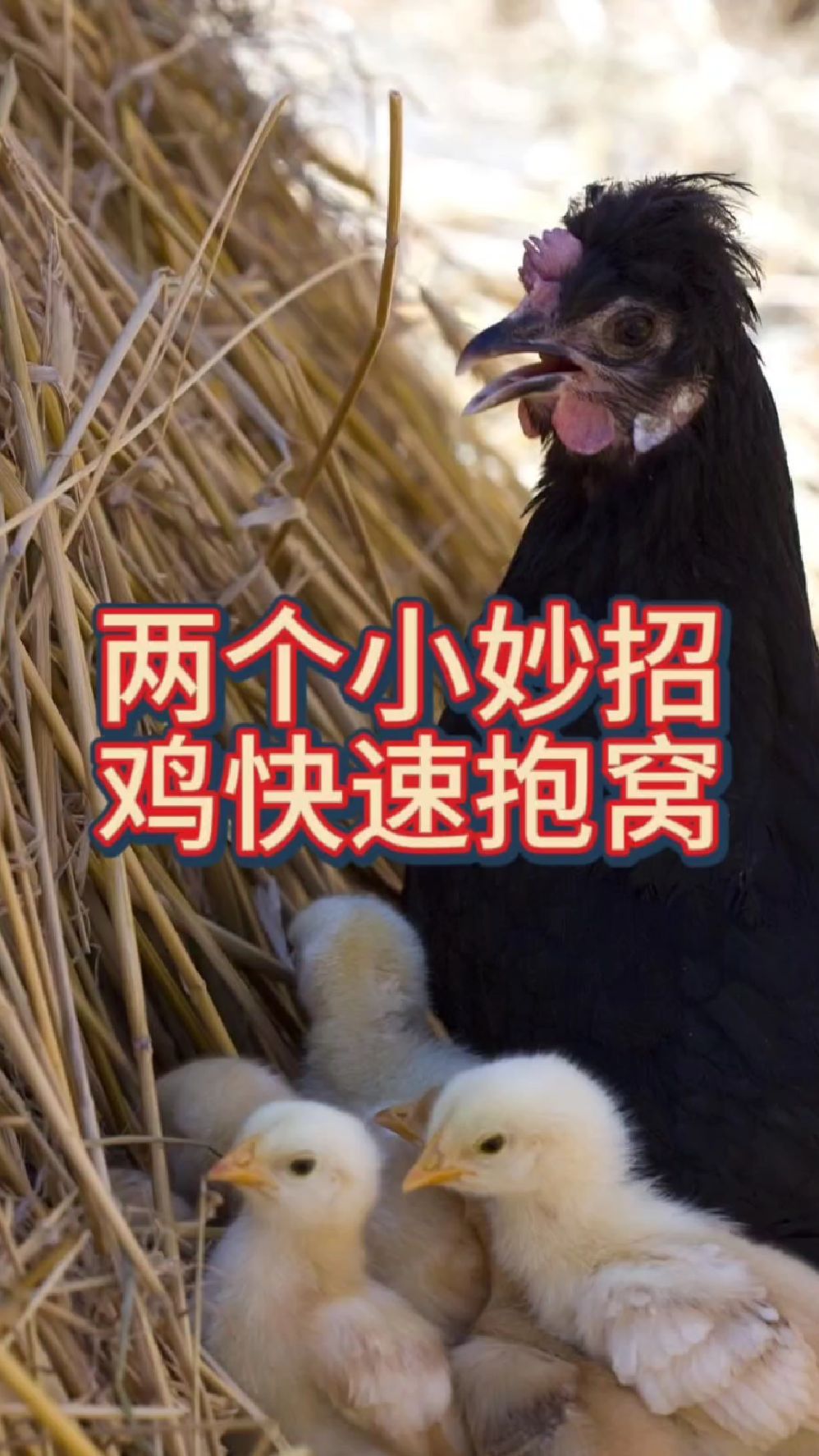 养鸡技术指导,农村老母鸡快速抱窝的小妙招