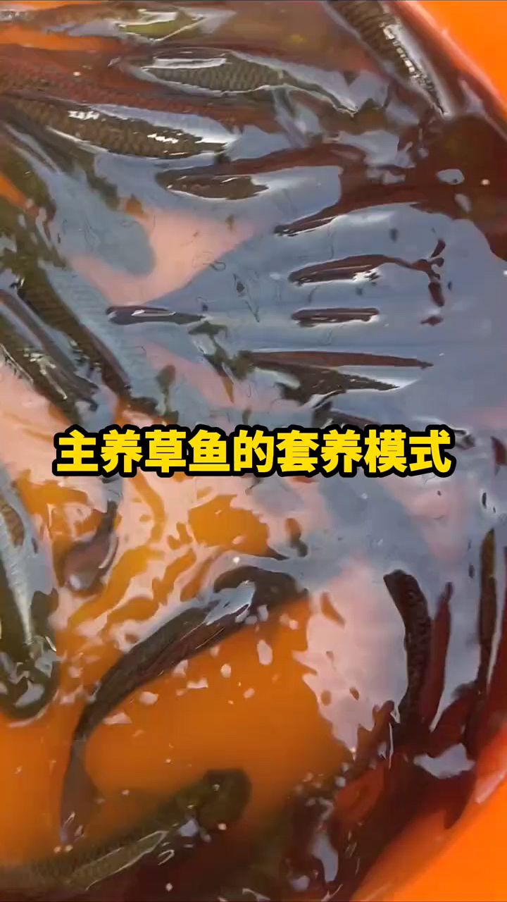 主养草鱼的套养模式