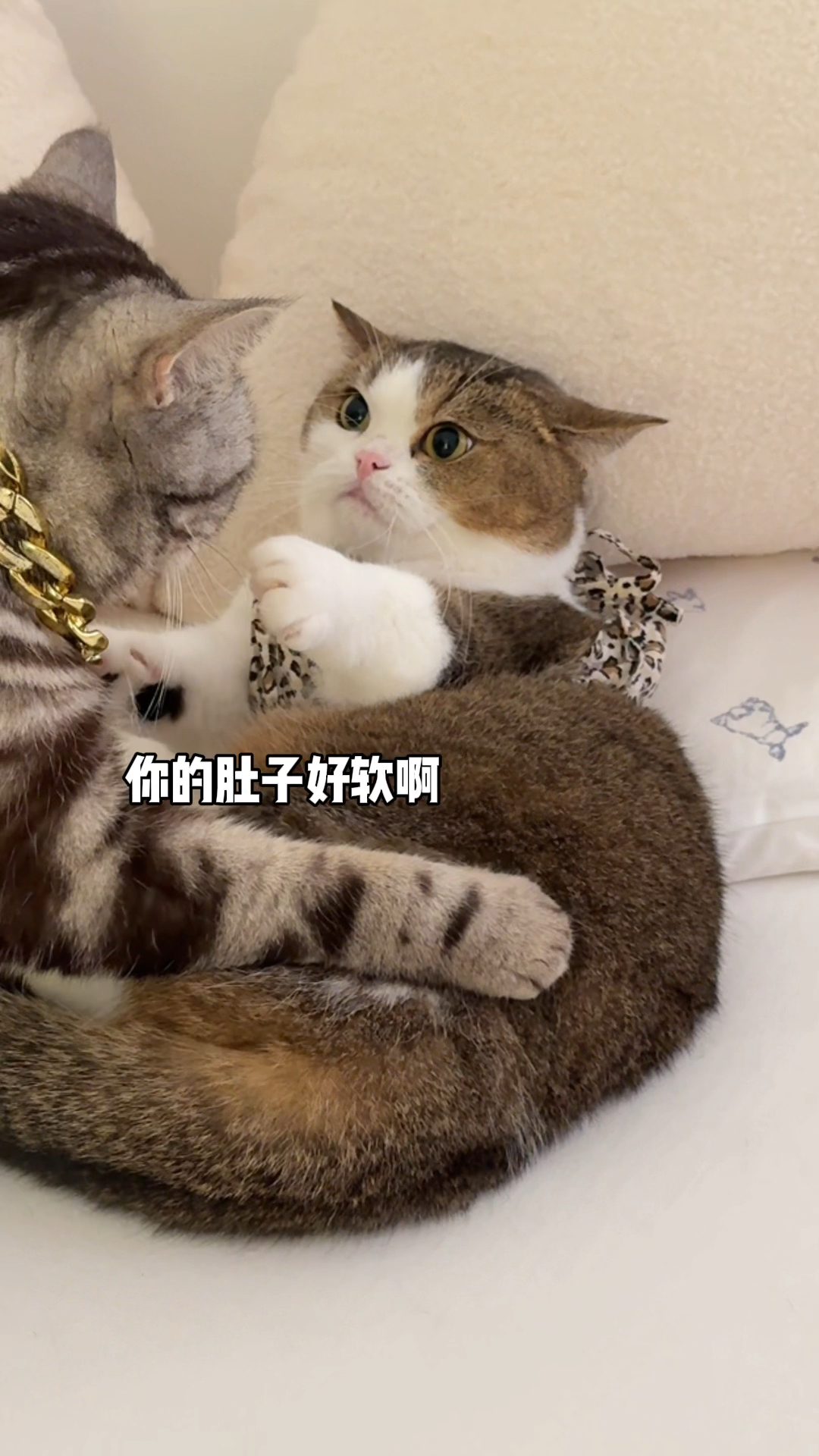 像不像你那不老实的男朋友?