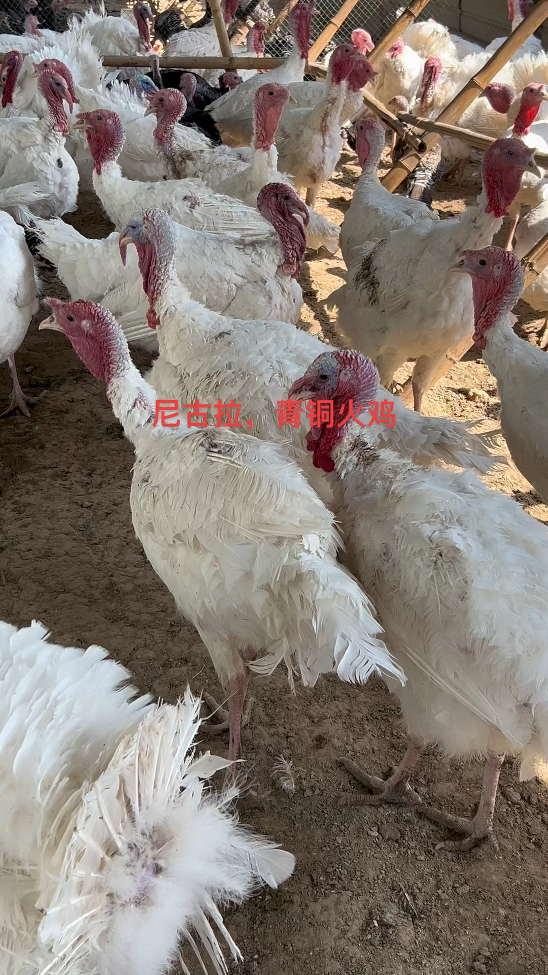 尼古拉,青铜火鸡