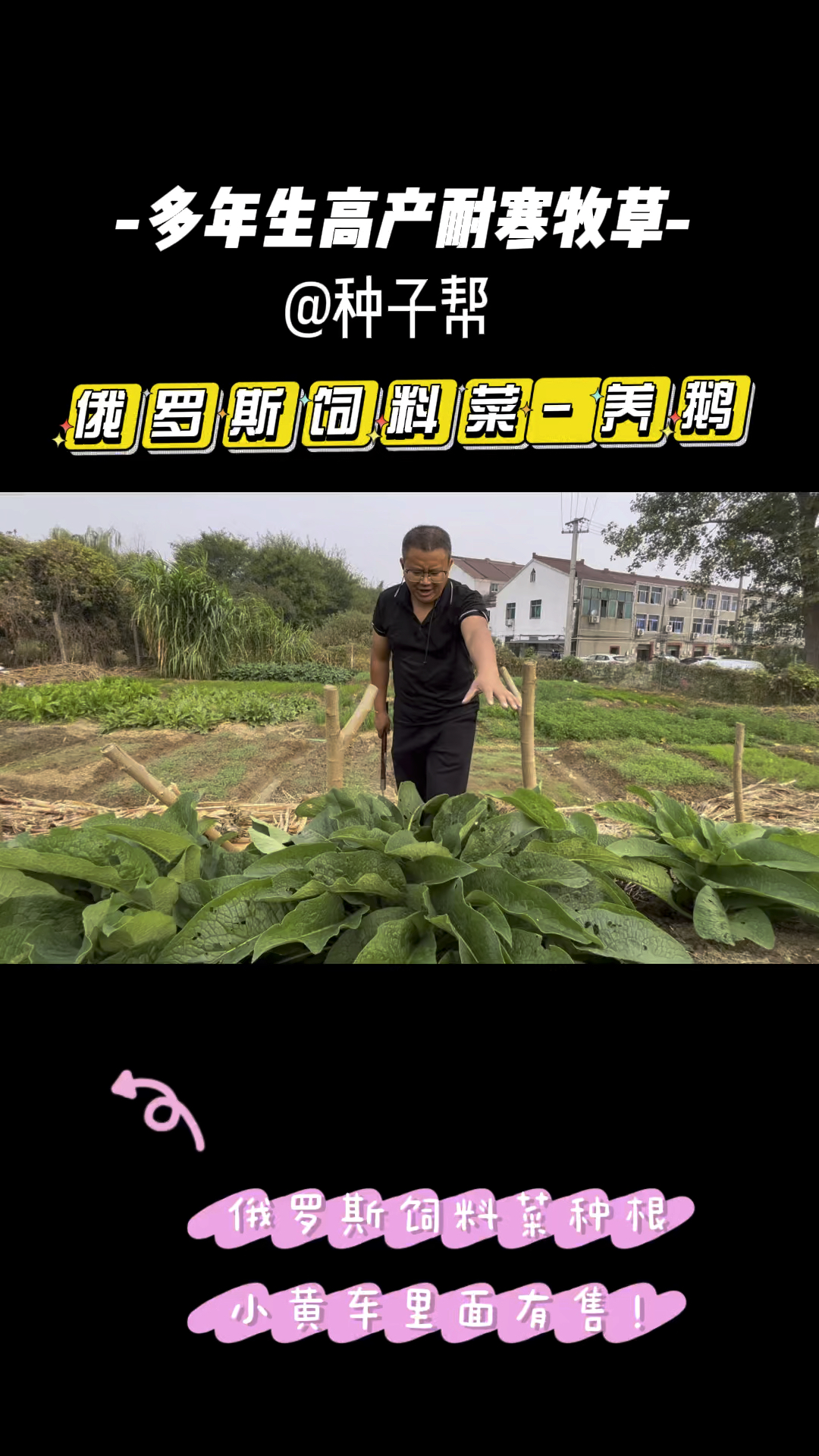 养的高产牧草,俄罗斯饲料菜一年能收6～8次以上,鹅爱吃,营养好