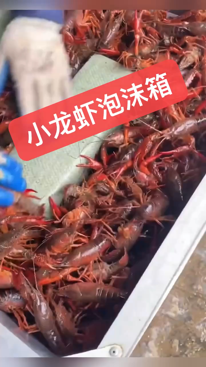 又到了吃小龙虾的季节小龙虾运输总会让人烦恼我来给大家解决