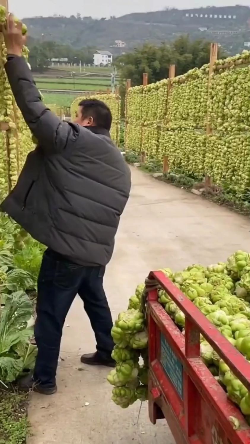 朋友们,这是榨菜吧,原来没加工之前长这个样子啊。