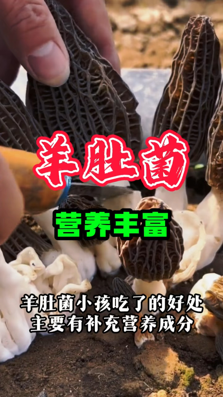 羊肚菌营养丰富,用它煲汤对孩子特别的好!