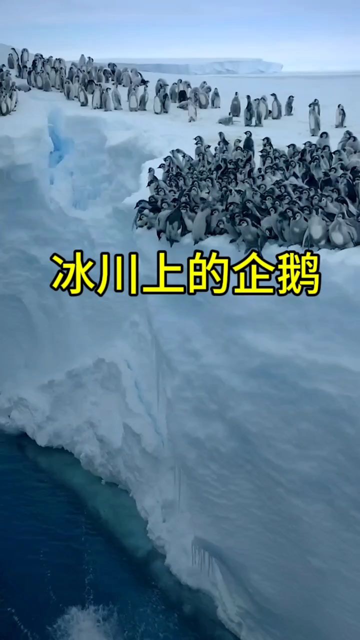 南极冰川上的企鹅纷纷跳入海里捕虾