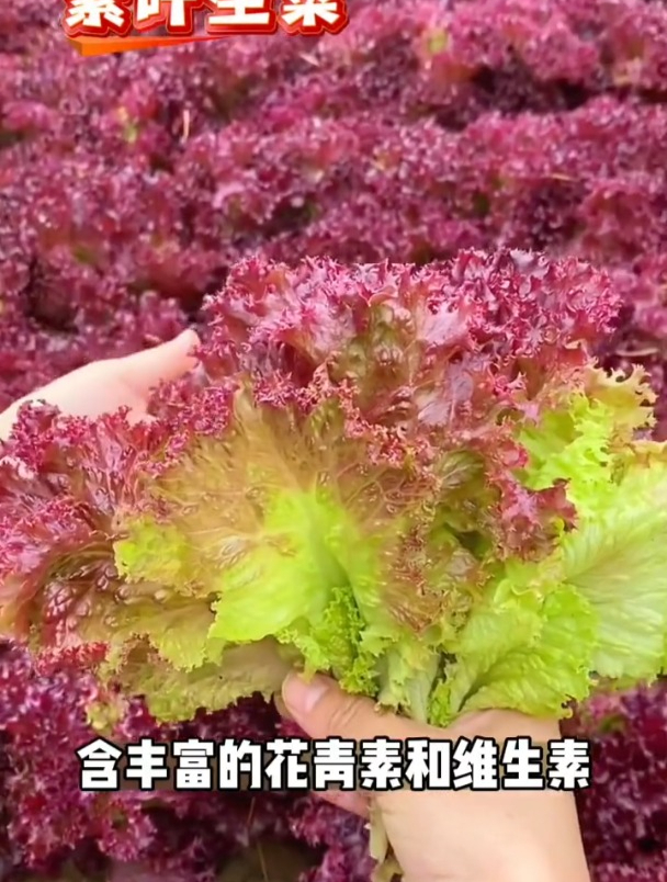 长成树的生菜,气味独特不招虫,紫叶生菜种一棵摘半年!