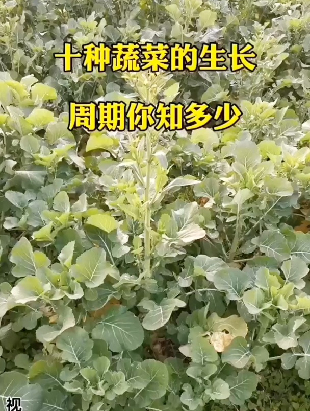 十种蔬菜的生长周期,种菜前要知晓!