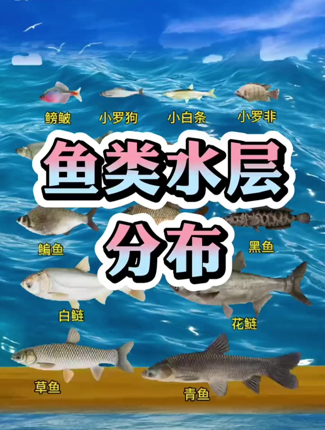 钓了这么多年鱼,还不知道鱼的活动水层?老钓友列举这14种!