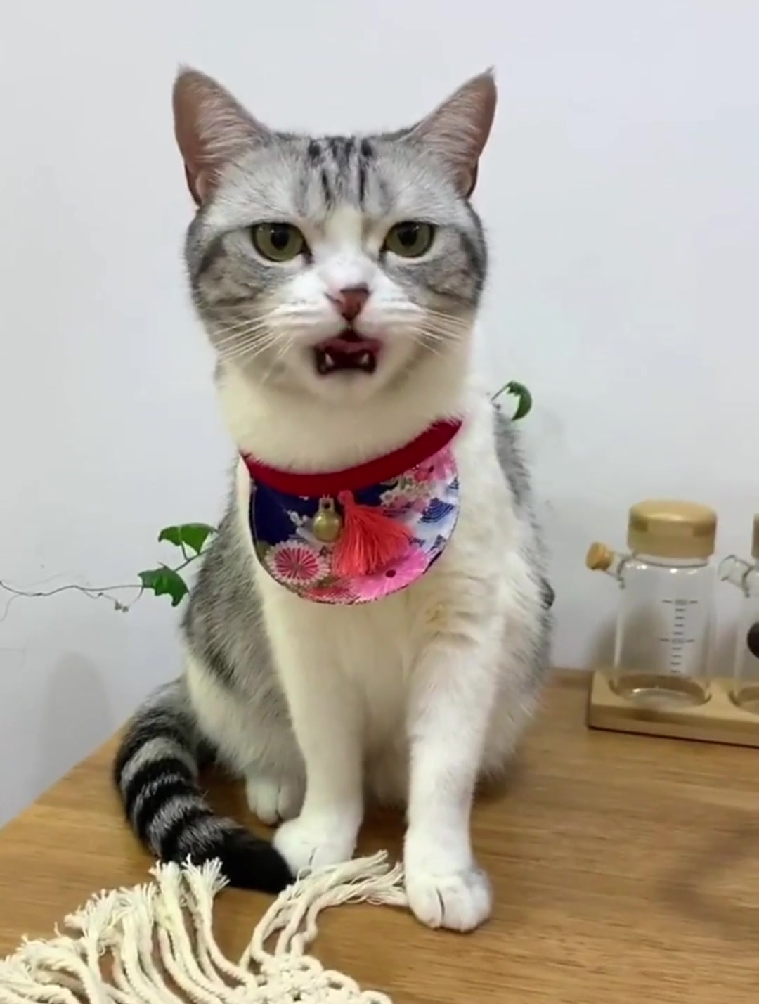 请大声告诉我,还能在家教猫咪学习什么?