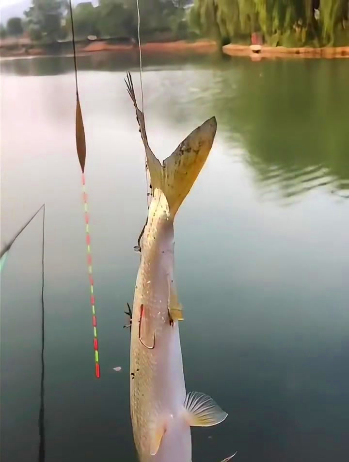 专为钓黄尾鱼研发出的成品线组,钩条细,自重轻,更易吸入鱼口