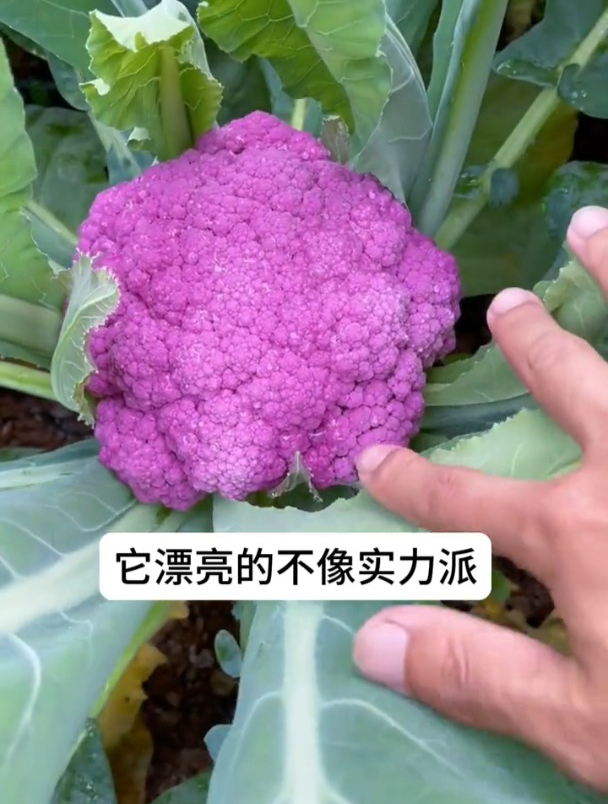 天然的富钾菜,紫花菜市场卖价昂贵,定植后两个月就能采收!