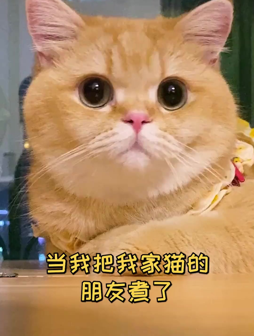 这下真是跟鱼蛋解释不清了