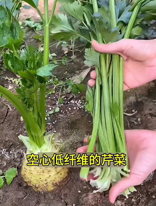 芹菜还在吃叶子?根茎成了“流行菜”,随便种一棵能吃两年!