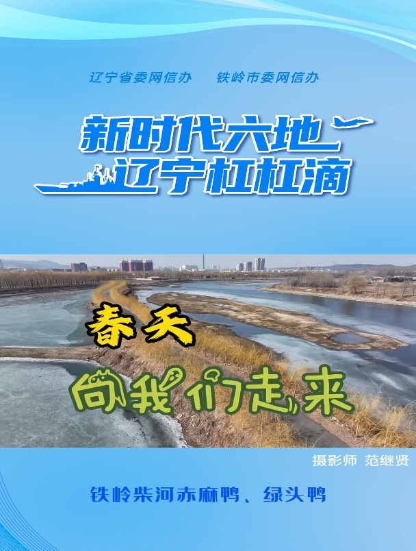 铁岭柴河赤麻鸭 绿头鸭