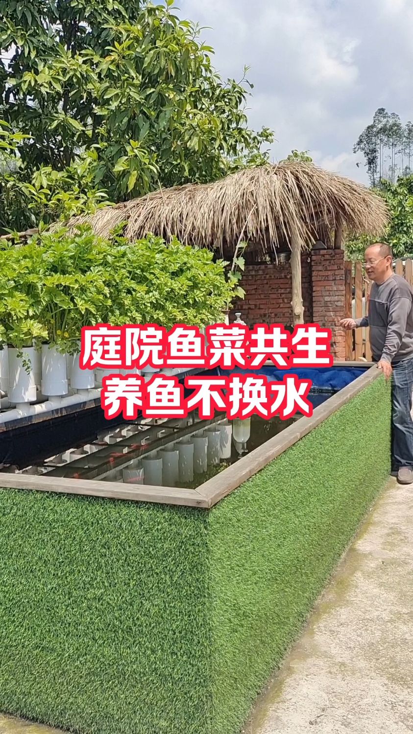 庭院鱼菜共生养鱼不换水