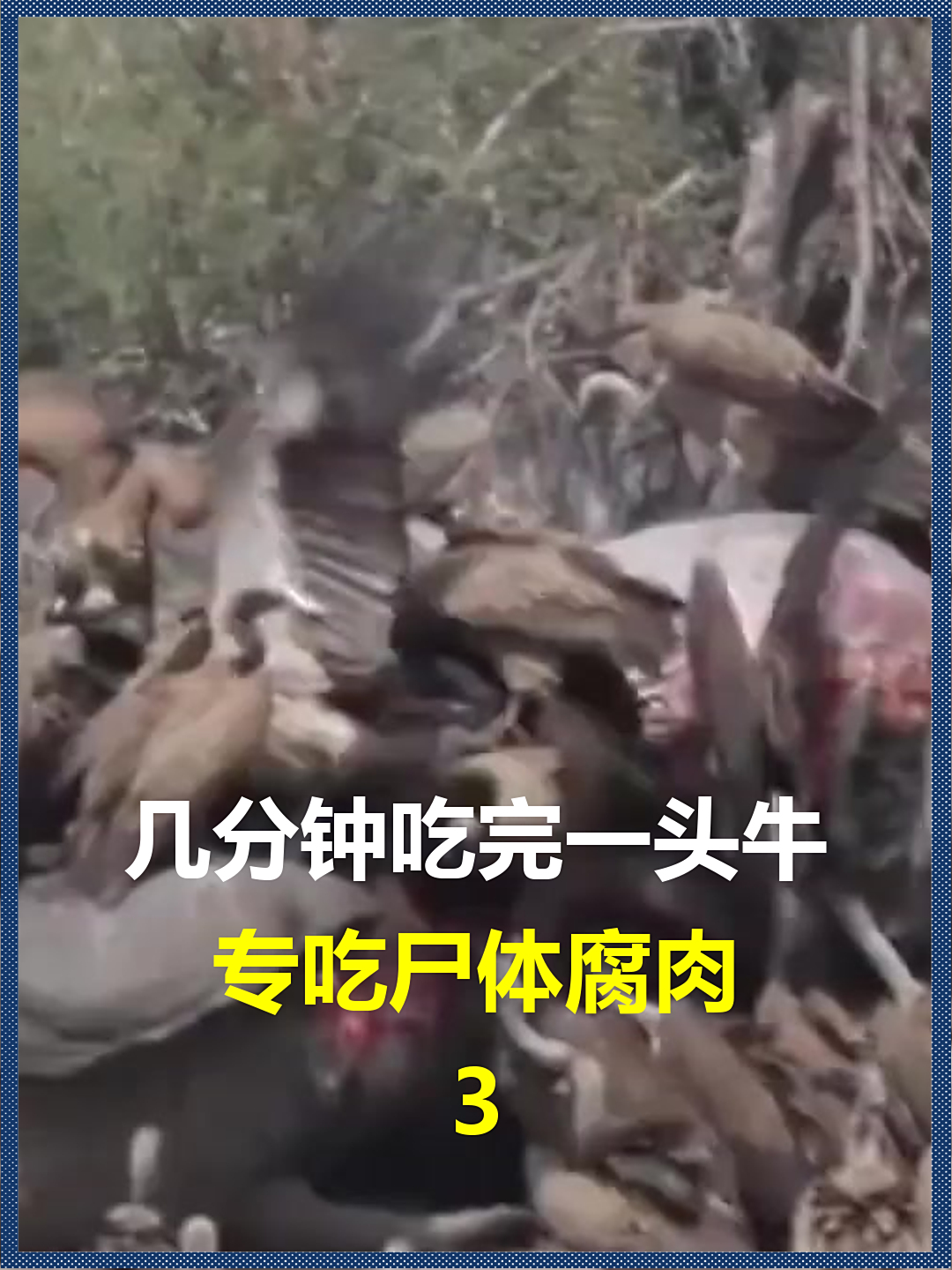 几分钟吃完一头牛?专吃尸体腐肉,草原清道夫秃鹫有多可怕