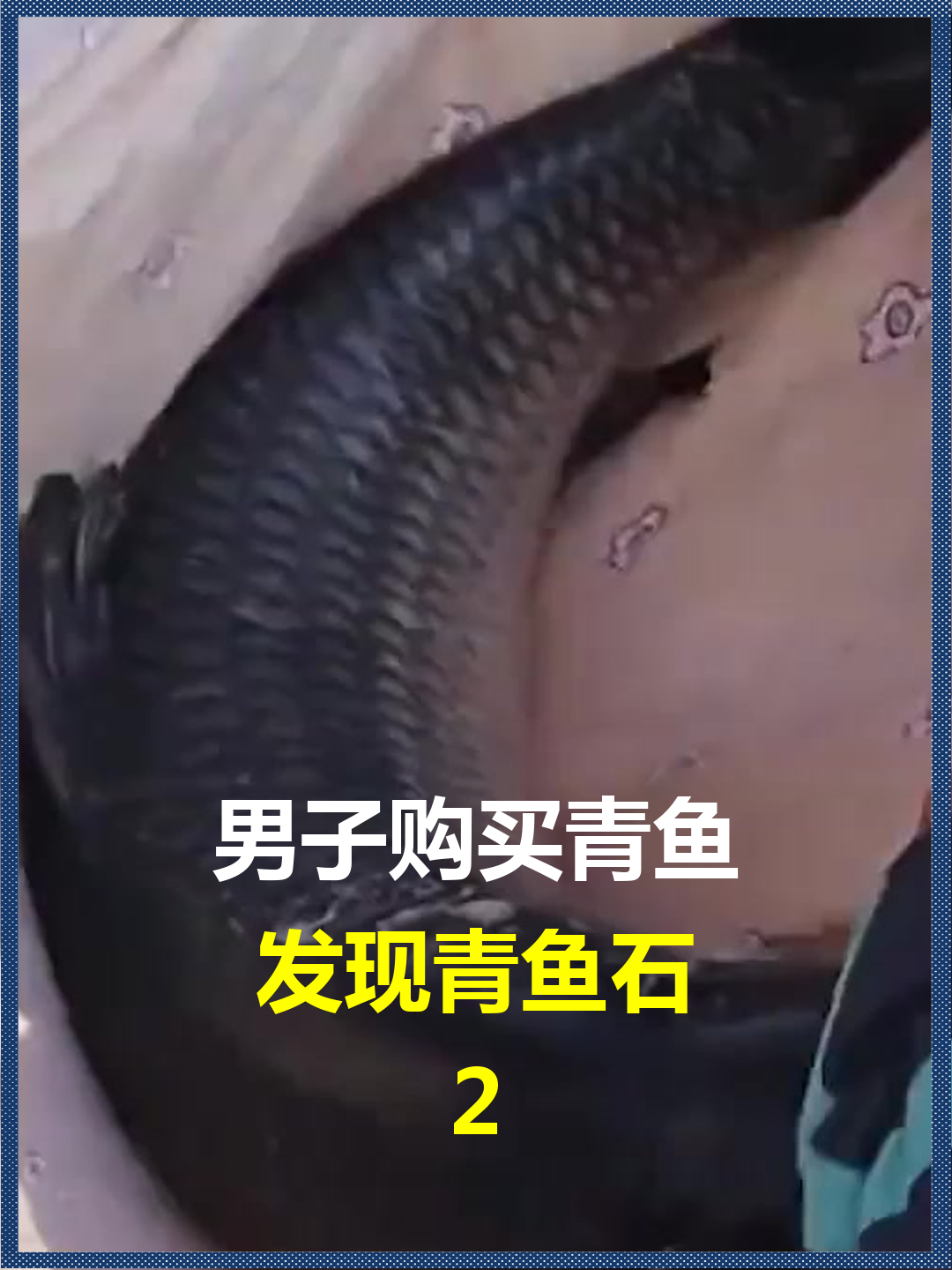 男子购买青鱼?发现青鱼石,如何取出且是否值钱