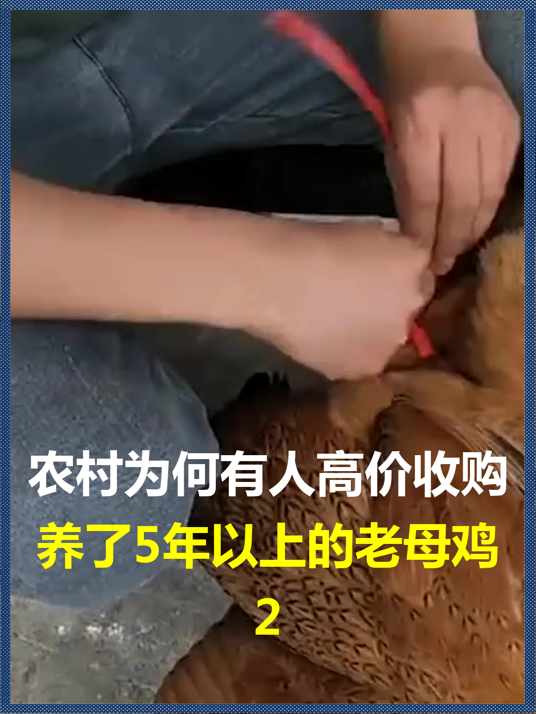 农村为何有人高价收购?养了5年以上的老母鸡,有什么用途
