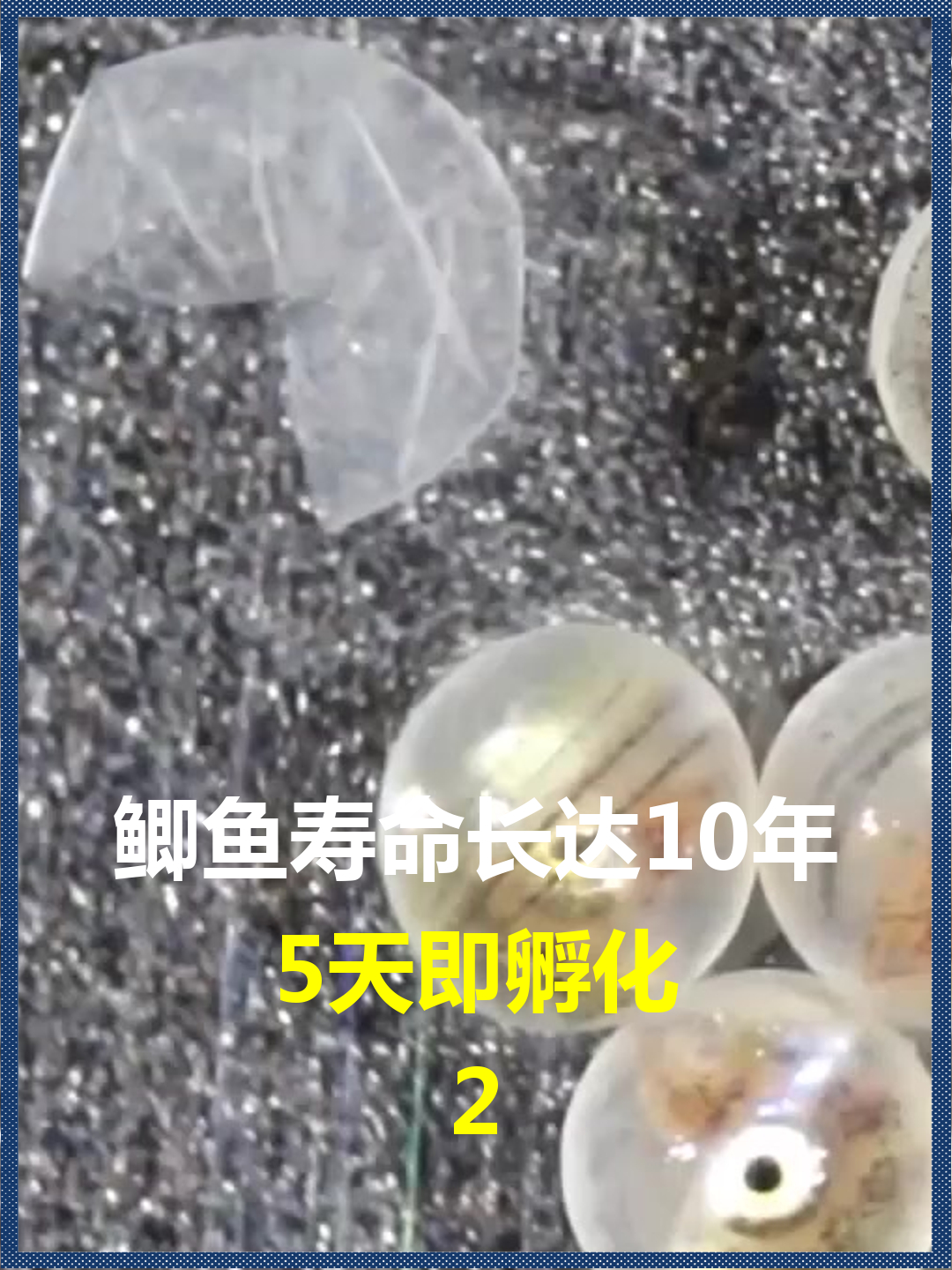 鲫鱼寿命长达10年?5天即孵化,辞世时寿终正寝