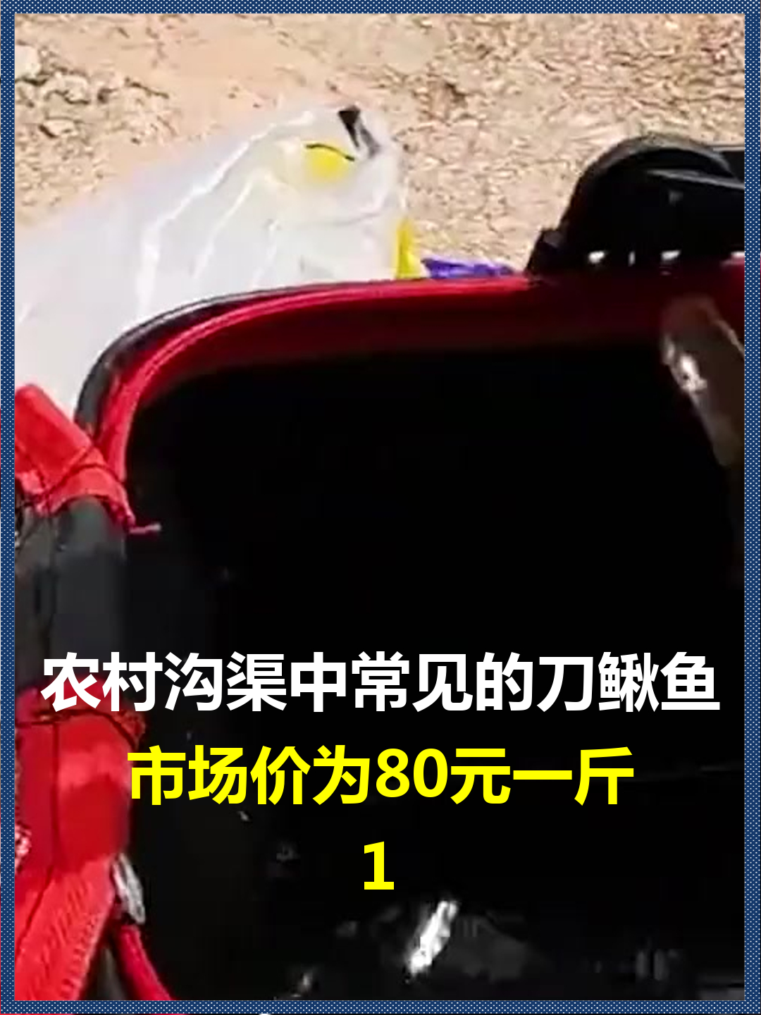 农村沟渠中常见的刀鳅鱼?市场价为80元一斤,却很少有人愿意养