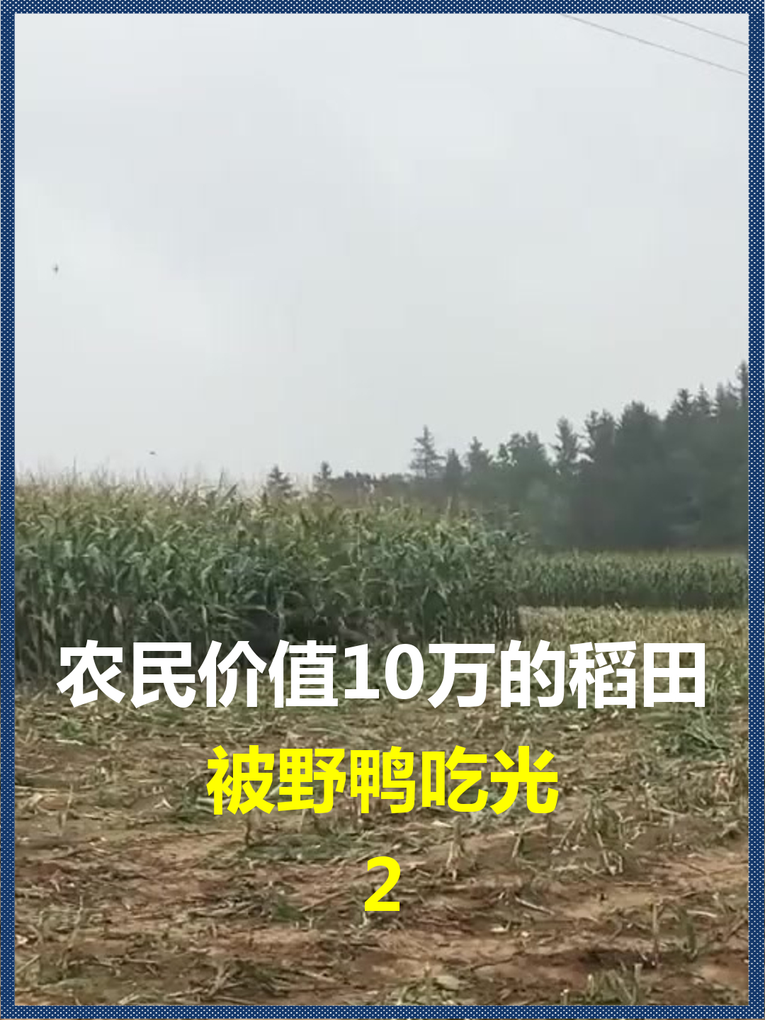 农民价值10万的稻田?被野鸭吃光,主人怒专家称捕杀违法