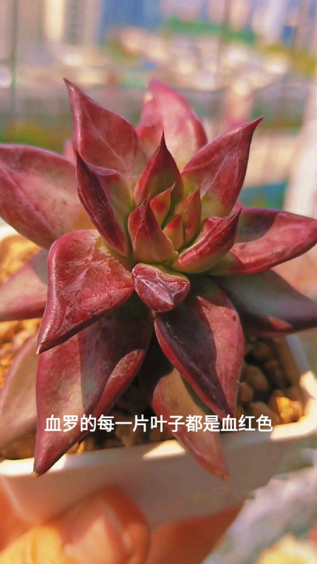 多肉植物血罗,为了节约成本可以用塑料花盆,而且还不容易烂根哦