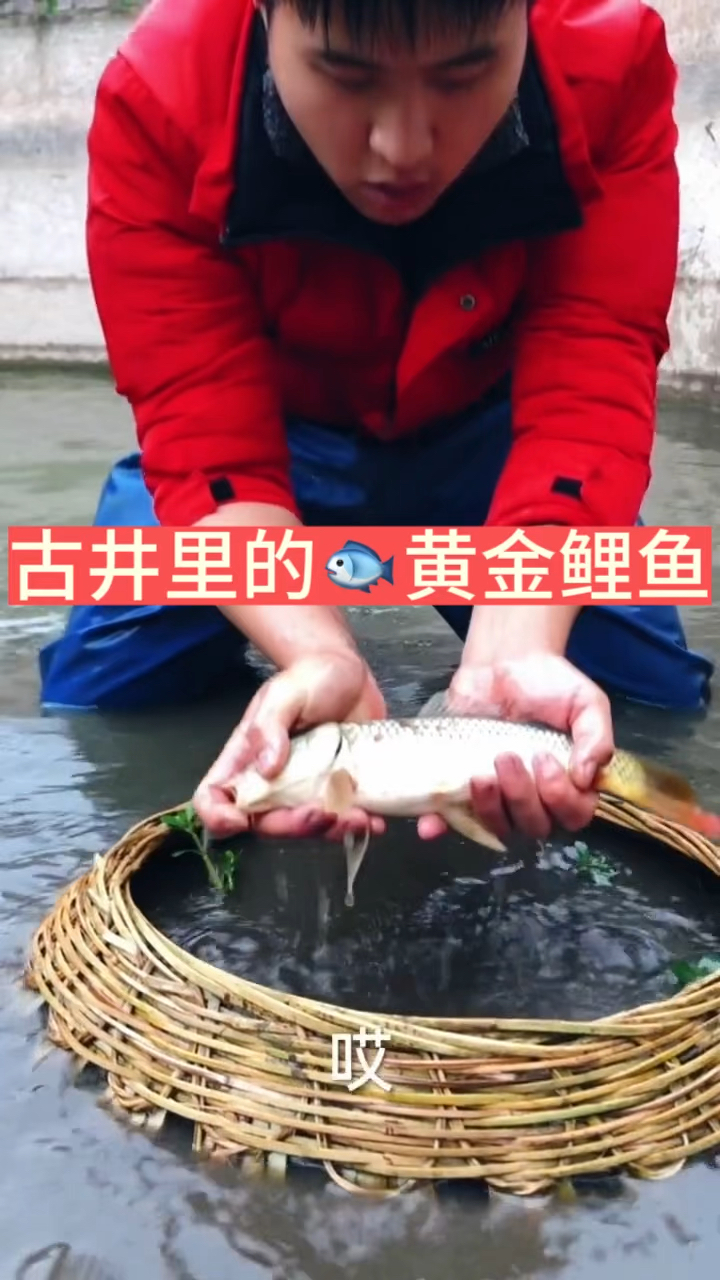 古井里的黄金大鲤鱼