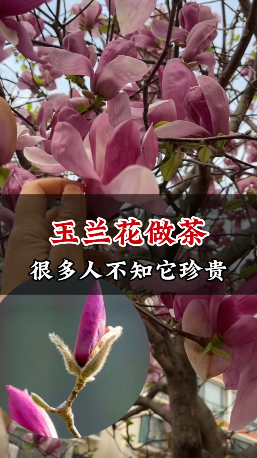 玉兰花不仅做美食还能泡茶,懂的人当成宝,有多少人错过了