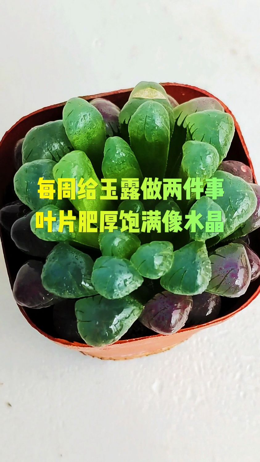 每周给玉露做两件事,叶片肥厚饱满像水晶