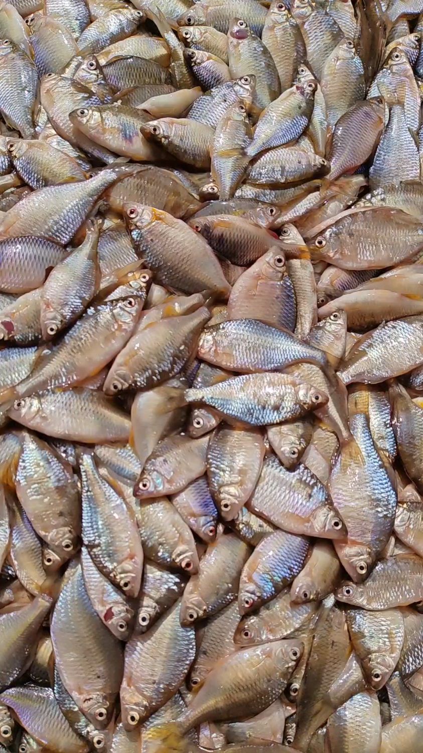 东北松花江开江鱼, 三花五罗葫芦籽鱼爆网啦,油炸酱焖老香啦