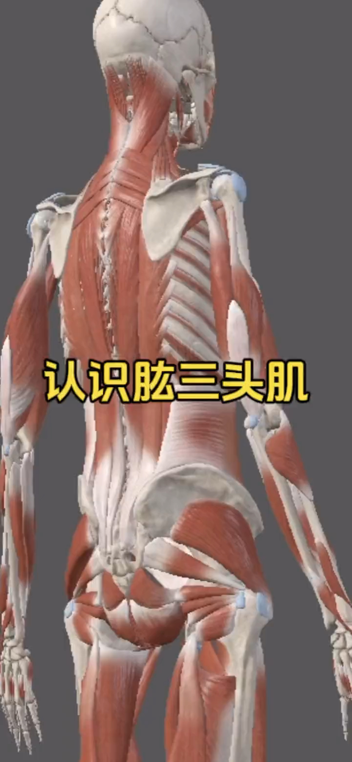 认识大臂肌肉之肱三头肌!