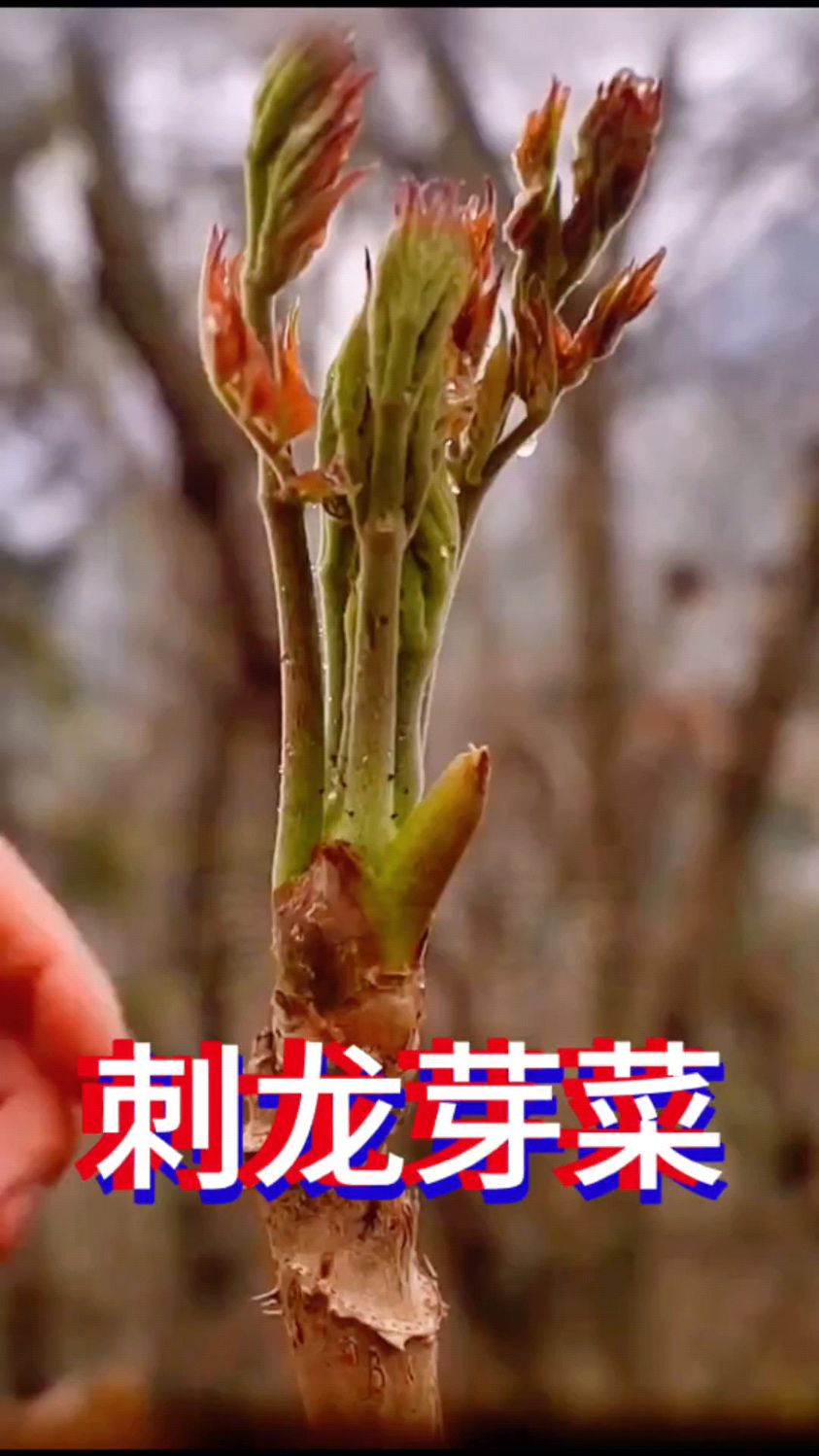 刺龙芽菜:营养丰富现在正是种植季节