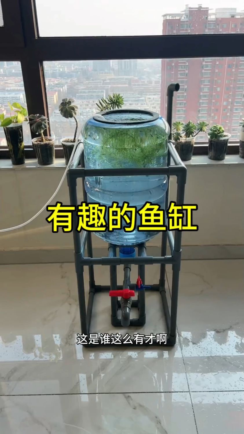 自制的生态鱼缸!