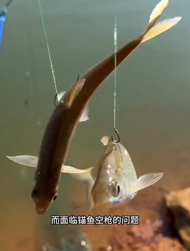 钓黄尾总面临空枪的问题而烦恼?其实是因为没有找准黄尾鱼的特性