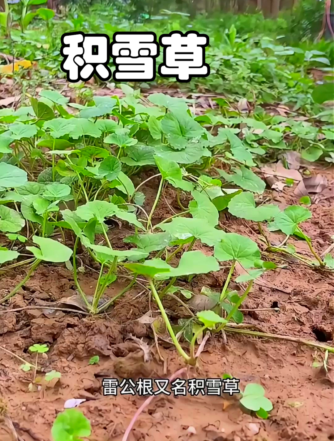 积雪草还有个名字叫雷公根,它可是祛痘神器!遇见了赶紧拔点回家