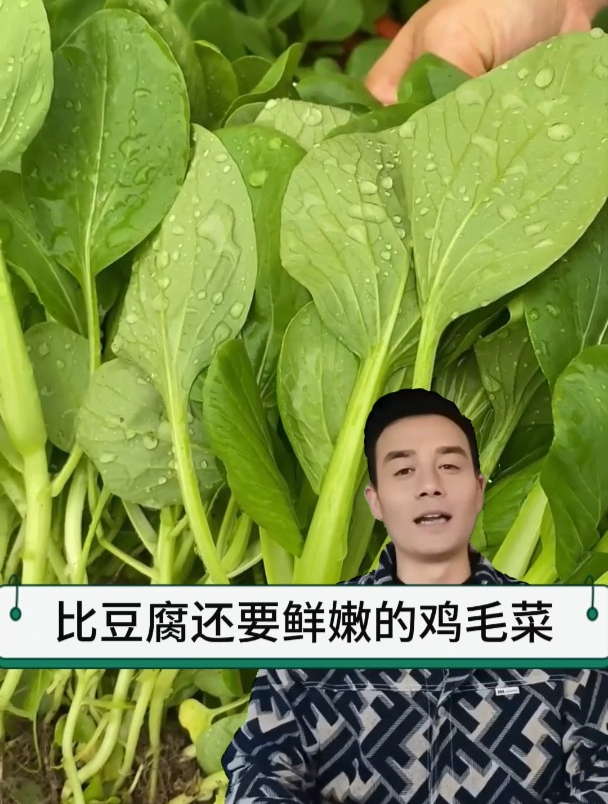 比豆腐还鲜嫩的鸡毛菜,虫子还没来,它就已经成熟了