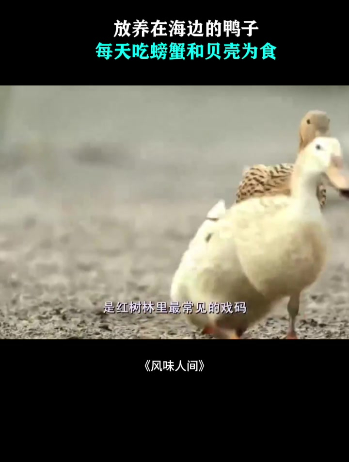 放养在海边的鸭子!每天吃螃蟹和贝壳为食,肉汁比内地的香!