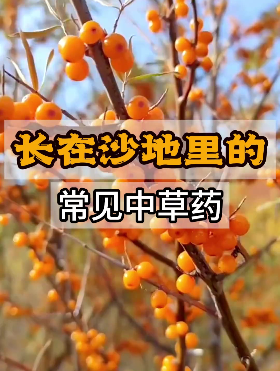 长在沙漠里的常见中草药“草药科普”