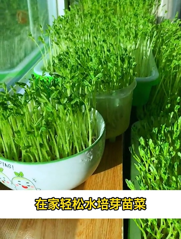 在家水培芽苗菜,方法简单易学,5天就能吃到新鲜的芽苗菜
